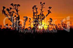 Sunset against the backdrop of thistles