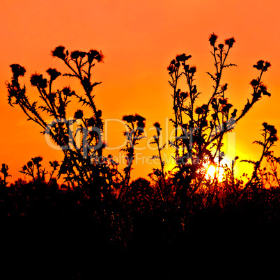 Sunset orange