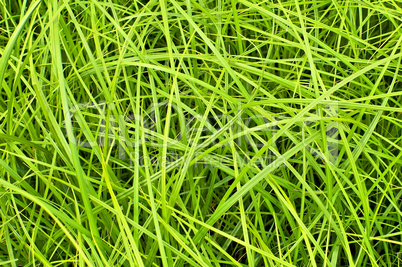 The texture of the green grass
