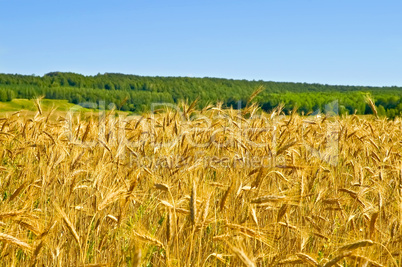 Wheat field with forest