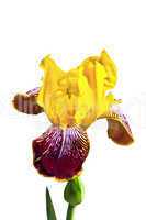 Yellow iris on a white background