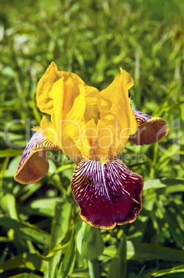 Yellow iris