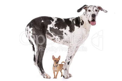 Great Dane HARLEQUIN and a chihuahua