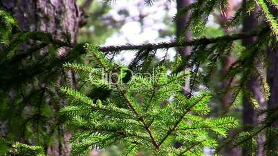 spruce twig