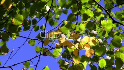 colors of autumn, autumn leaves