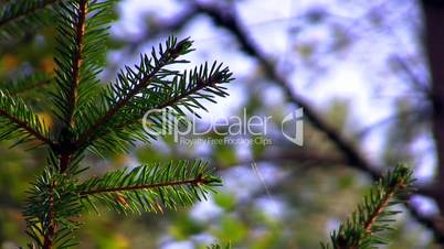 colors of autumn, spruce twig with webs