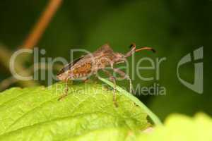 Lederwanze (Coreus marginatus) / Dock bug (Coreus marginatus)