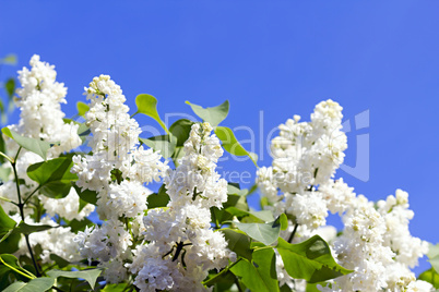 Branches with flowers of white lilac