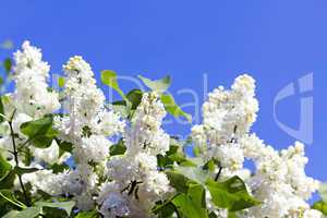 Branches with flowers of white lilac