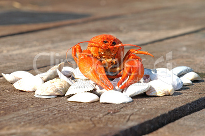 Boiled crawfish on a shells.