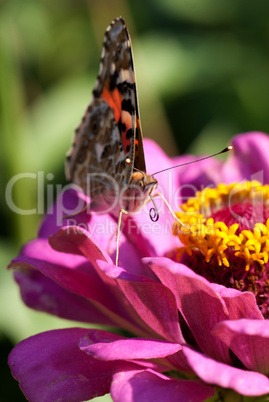 Schmetterling auf Blüte