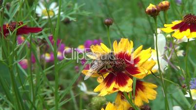 Biene auf Wildblume 2