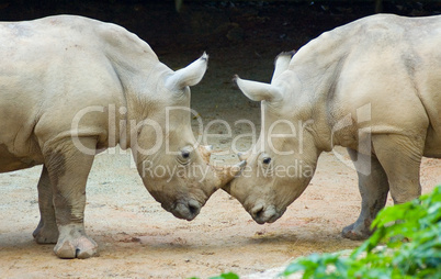 two rhinos