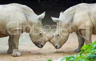two rhinos