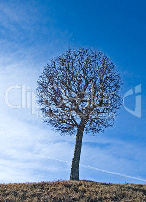 tree over blue sky background