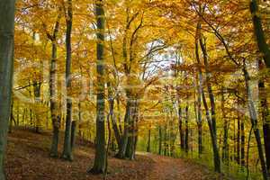 Herbstwald