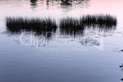 Silhouettes of water plants