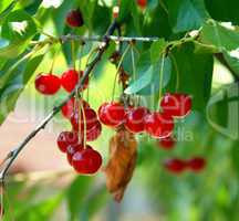 Growing cherries