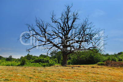 Lonely dry tree