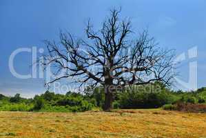 Lonely dry tree