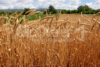 Wheat field