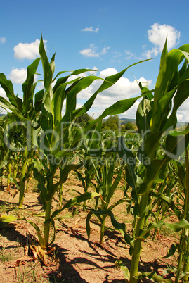 Corn field