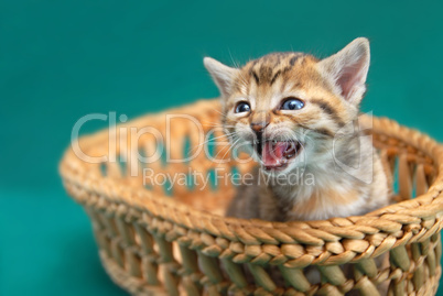 Adorable kitty in basket