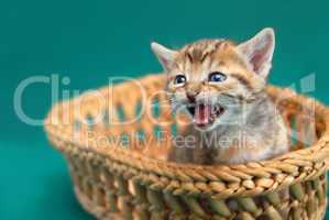 Adorable kitty in basket