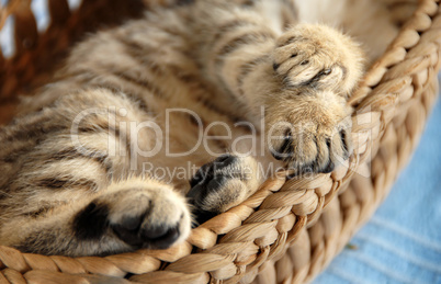 Paws in basket