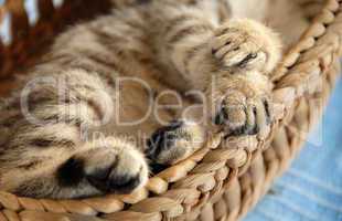Paws in basket