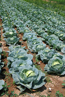 Cabbage field