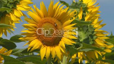 Sunflower field with bees