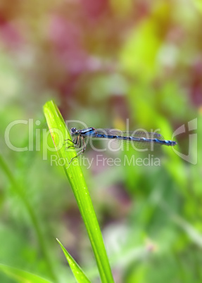 blue damselfly