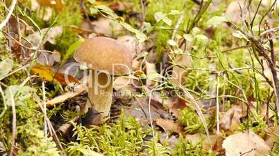 Gathering of mushrooms
