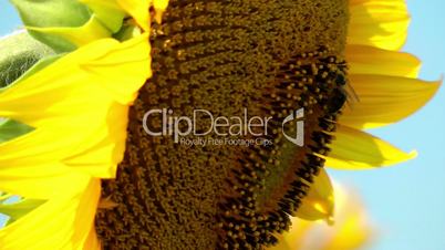 Bee harvesting pollen on a sunflower