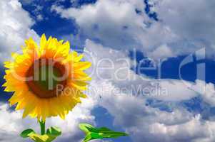 Sunflower against  blue sky with clouds