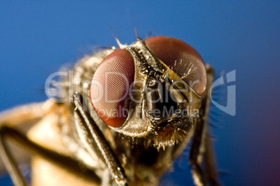 Horse fly with black background and huge compound eyes