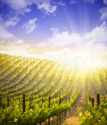 Beautiful Lush Grape Vineyard with Blue Sky and Sun