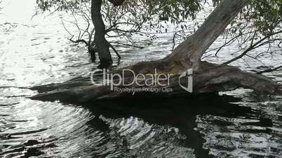 Wasserfläche - Baumstumpf - Surface water - tree stump