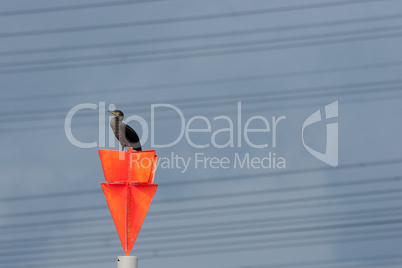 Kormoran auf Signalstange