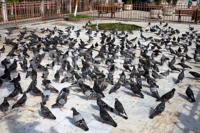 Pigeon Crowd
