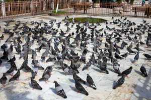 Pigeon Crowd