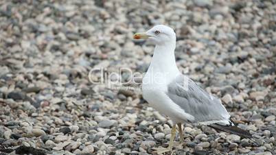 Wondering seagull on rocky stones beach