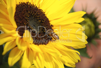 Sunflower and Bee