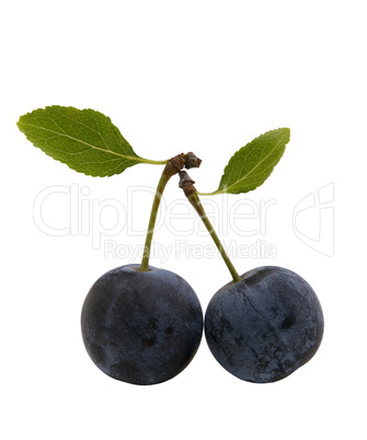 berries of sloes with leaves