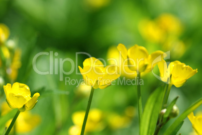 yellow flowers on green abstract background