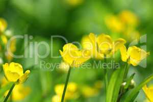 yellow flowers on green abstract background