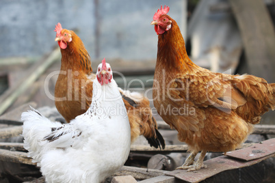 cute funny hens on farm yard