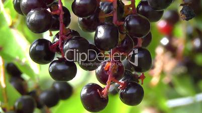 Common grape cherry - Gemeine Trauben-Kirsche