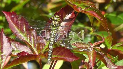 Southern Hawker - Blaugrüne Mosaikjungfer